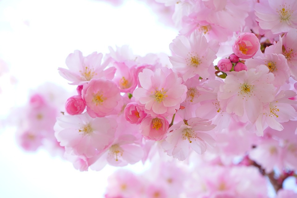 桜の葉エキス 桜の葉エキス