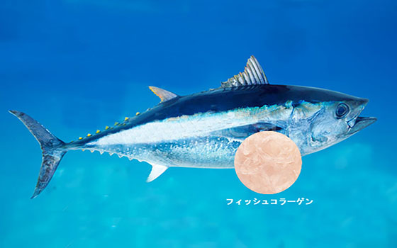 フィッシュコラーゲン フィッシュコラーゲン